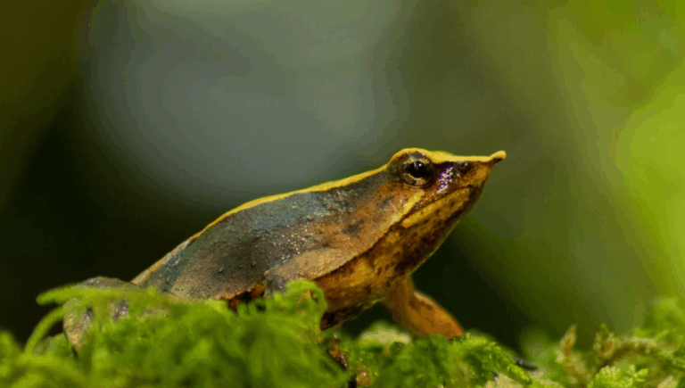 Ranita de Darwin: Contraloría da luz verde a decreto clave para conservación de la especie en Chile