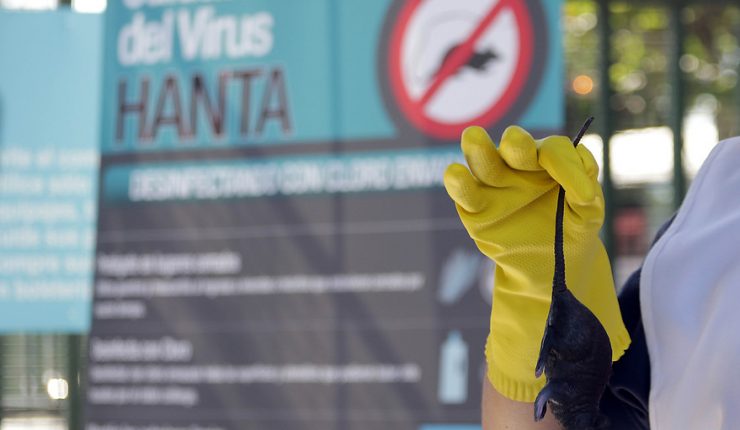 Niña de 7 años fallece por contagio de hanta virus en Hijuelas